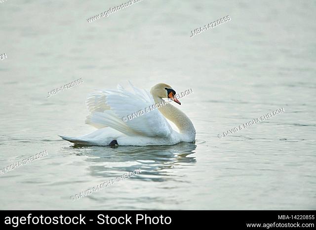 Mute swan (Cygnus olor), swimming, Bavaria, Germany