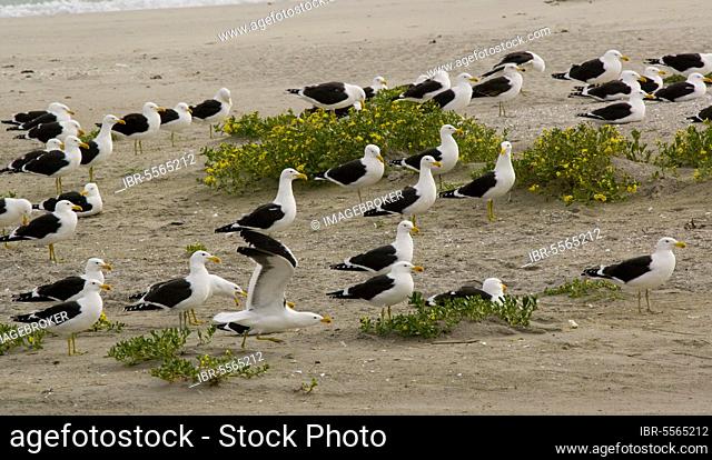 Larus vetula, Cape Gull (Larus dominicanus vetula), cape gull, Dominican Gull, Dominican Gulls, Gulls, animals, birds, Cape Gull adults, flock on beach