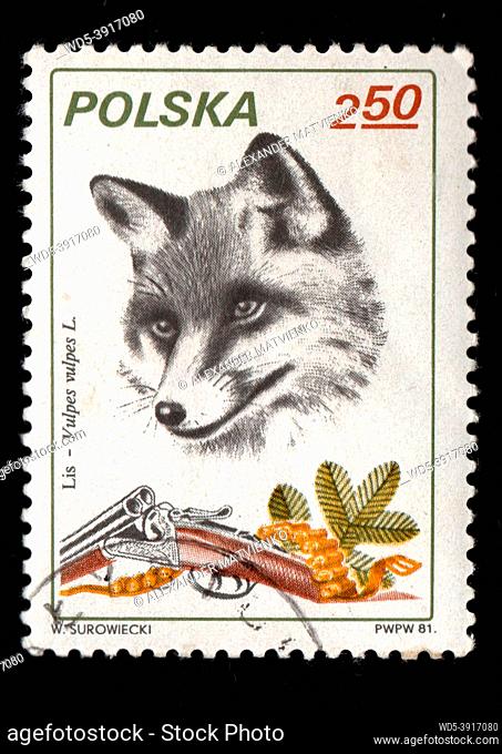 Poland - CIRCA 1984: Stamp printed in Poland showing wild fox. Postal stamp about fox and hunting. Postal stamp about forest animal. Hunting
