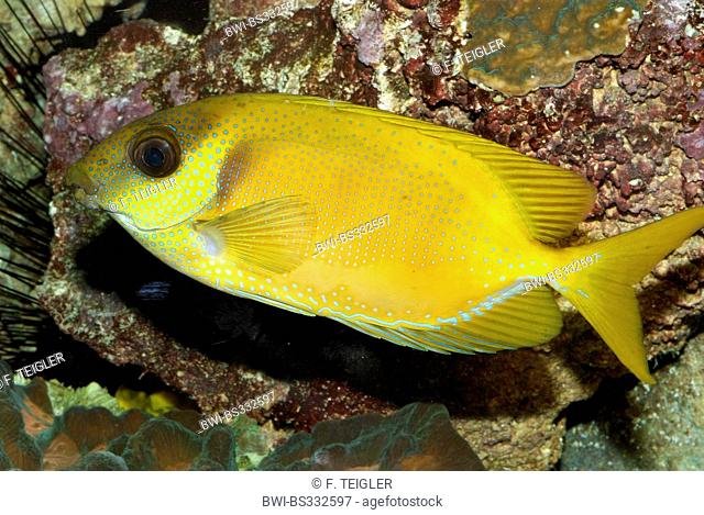 Coral rabbitfish, Blue-spotted spinefoot (Siganus corallinus), swimming