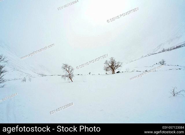 Baikal mountains in winter in snow. Forest in snow-covered mountains