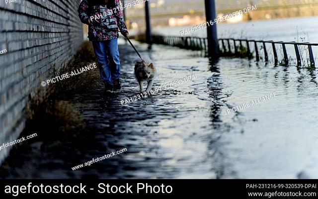 16 December 2023, Rhineland-Palatinate, Mainz: A dog walks with its ""mistress"" along the flooded banks of the Rhine at the city quarter at the customs and...
