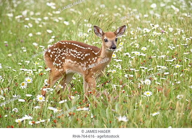 Whitetail deer Odocoileus virginianus fawn among oxeye daisy, in captivity, Sandstone, Minnesota, United States of America, North America