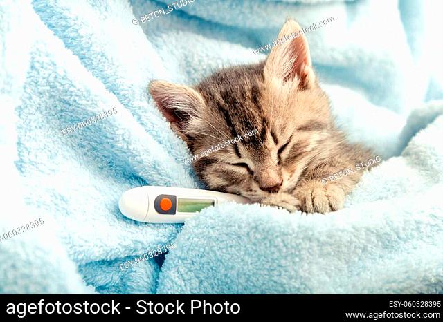 Beautiful tabby kitten measures temperature by thermometer. Little ill baby cat lies in blue plaid. Vet, veterinary clinic and veterinarian medicine for pets...