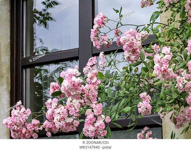 Blossoming climbing roses in the window, June
