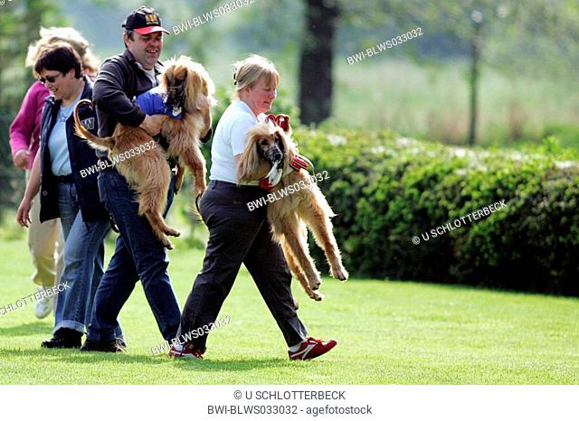 Afghanistan Hound, Afghan Hound Canis lupus f. familiaris, bearing up after the race to avoid biting, Germany