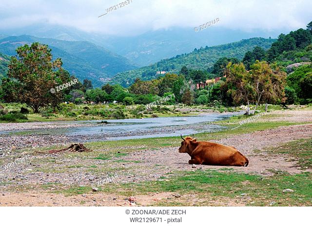 Ruminant, wild cattle in the valley Bussaglia - Co