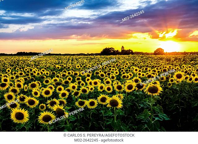Field of blooming sunflowers in Loire Valley, France, Europe