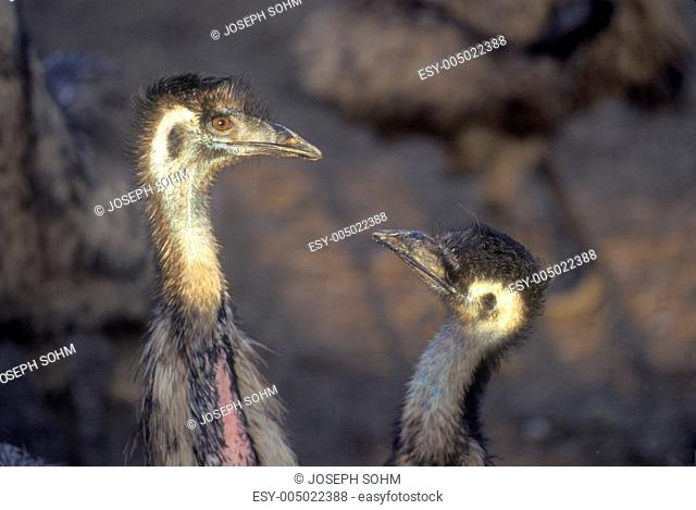 Close-up of ostriches on Ostrich farm, Oak View, CA