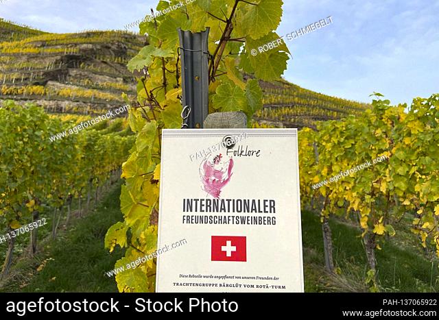 International friendship vineyard of the Swiss traditional costume group Barglut from the Rota tower in the autumn mood in the Moselle vineyards