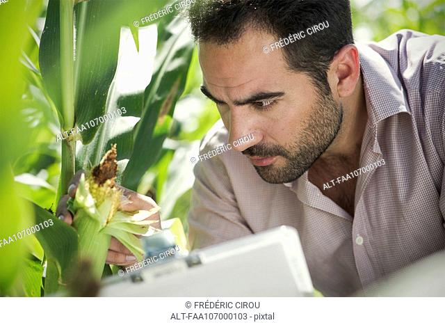 Researcher inspecting maize crop in field