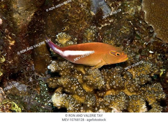 Arc-eye Hawkfish - Usually seen perched on coral watching out for small fishes it's most common prey (Paracirrhites arcatus)
