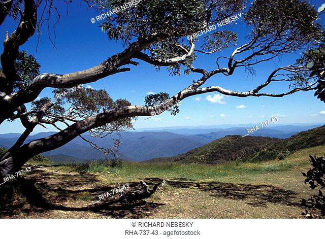 Landscape view of mountains of High Country from Razor Back through snow gum tree, Alpine National Park, High Country, Victoria, Australia, Pacific