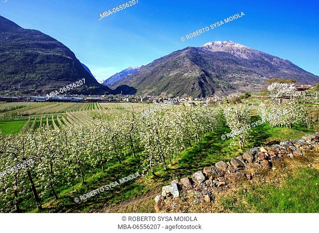 Flowering apple orchards Villa of Tirano Province of Sondrio Lombardy Valtellina Italy Europe