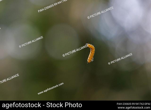 PRODUCTION - 01 June 2023, Bavaria, Nuremberg: A gypsy moth caterpillar climbs up to a tree. The caterpillars of some species of gossamer moths are responsible...
