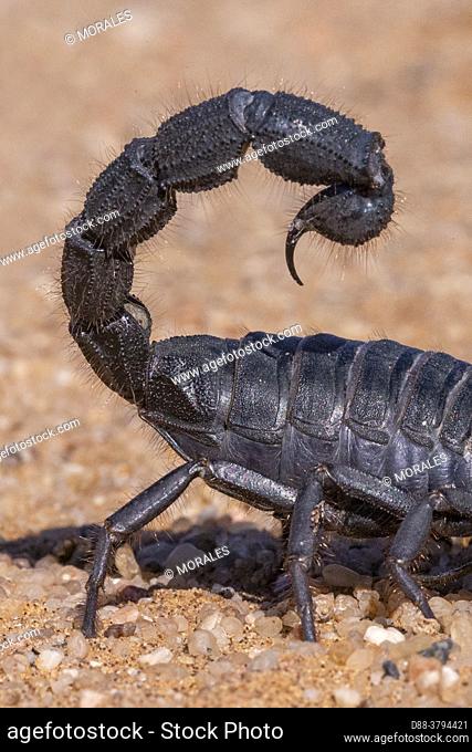 Africa, Namibia, Swakopmund, Dorob National Park, Black Hairy thick tailed Scorpion (Parabuthus villosus)