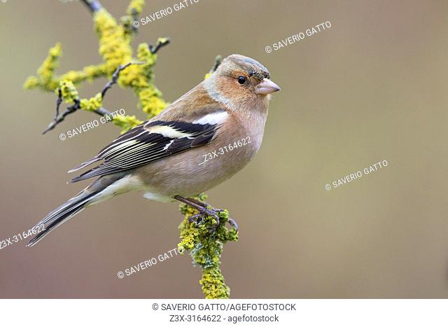 Common Chaffinch, Adult male standing on a branch, Tuscany, Italy (Fringilla coelebs)