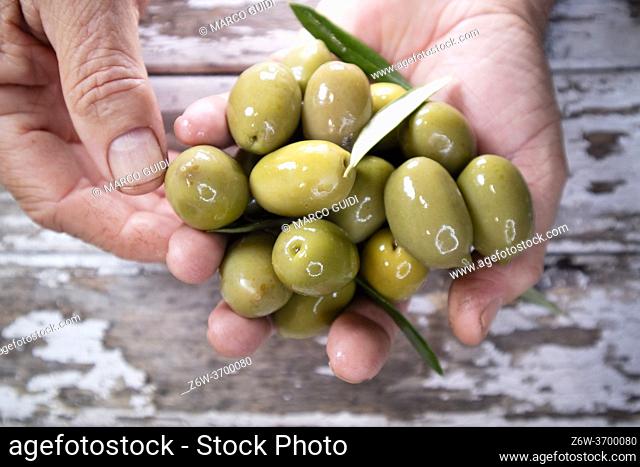 Photographic presentation of a group of green olives held by the farmer