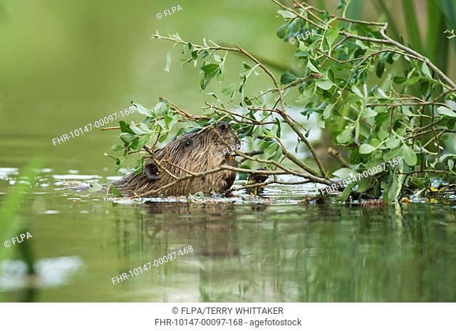 Eurasian Beaver Castor fiber adult, feeding on branch in water, trial reintroduction project, Ham Fen Nature Reserve, Kent, England