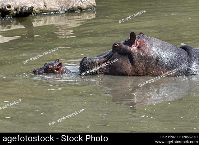 Hippo Hippopotamus (Hippopotamus amphibius) cub is swimming in enclosure at the zoo Safari Park Dvur Kralove in Dvur Kralove nad Labem, Czech Republic
