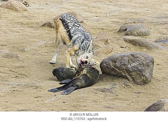 Black-backed Jackal at carcass of South African Fur Seal Cape Cross Namibia Canis mesomelas Arctocephalus pusillus