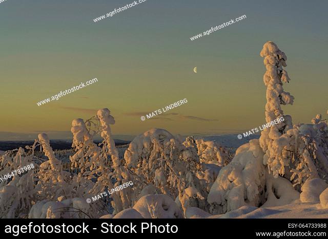 Winter landscape with crested moon, plenty of snow and snow on the trees, at sunset, Gällivare county, Swedish Lapland, Sweden