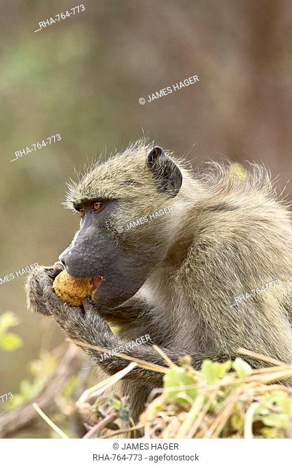Chacma baboon Papio ursinus eating, Kruger National Park, South Africa, Africa