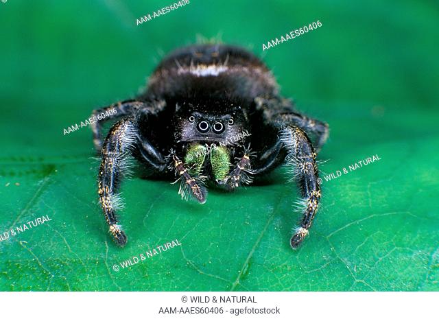 Green-jawed Jumping Spider (Phidippus audax)