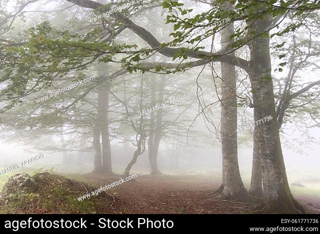 Irati forest, Navarra, Spain