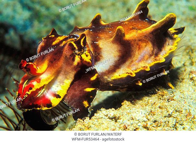 Pfeffers Flamboyant Cuttlefish, Metasepia pfefferi, Puerto Galera, Mindoro Island, Philippines