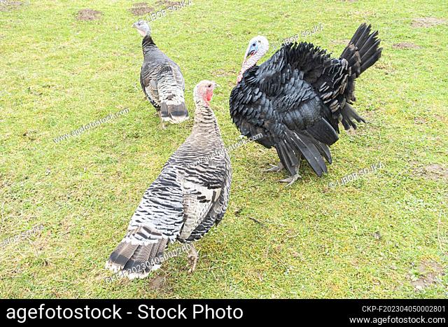 poultry, Czech Turkey, Meleagris gallopavo f. domestica ""Czech Turkey"" (CTK Photo/Libor Sojka)