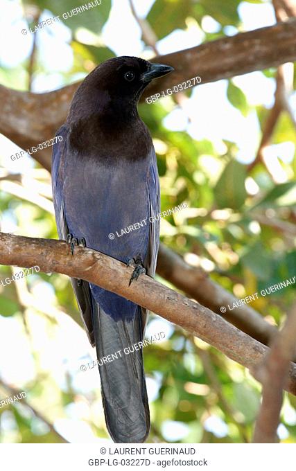 Ave, Crow-gray, Pantanal, Mato Grosso do Sul, Brazil