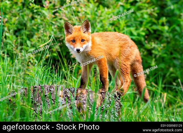 Cute potrait of young red fox, vulpes vulpes, standing on the stub in the forest. Curious orange canine posing in the grass culms
