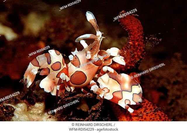 Harlequin shrimp eating star fish, Hymenoceara elegans, Bali Indian Ocean, Indonesia