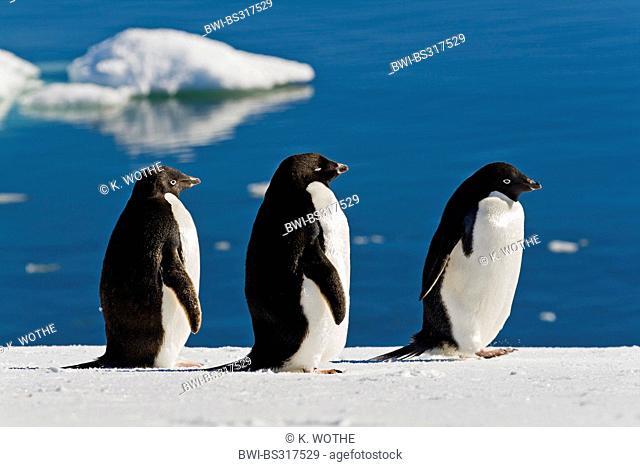 adelie penguin (Pygoscelis adeliae), three individuals in snow at the coast, Antarctica