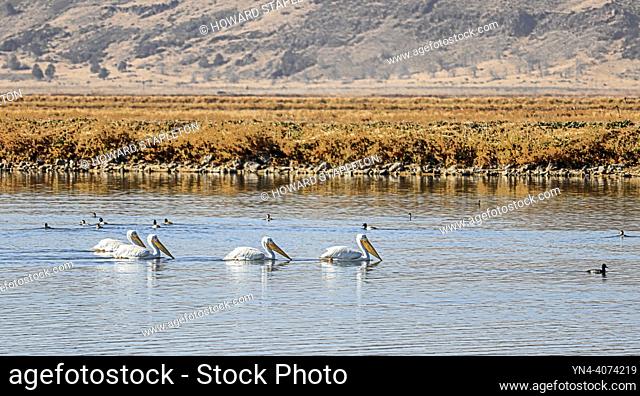 American white pelican (Pelecanus erythrorhynchos) on Tule Lake in northern California