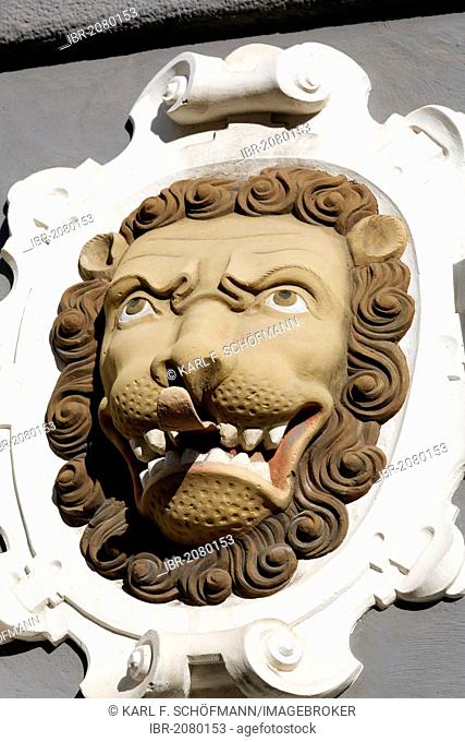 Lion's head with his tongue sticking out, sculptural decoration on a Renaissance facade, Haus zum Stockfisch Museum, Erfurt, Thuringia, Germany, Europe
