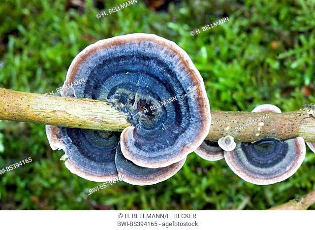 Turkey tail, Turkeytail, Many-zoned Bracket, Wood Decay (Trametes versicolor, Coriolus versicolor), fruiting bodies at a branch, view from above, Germany