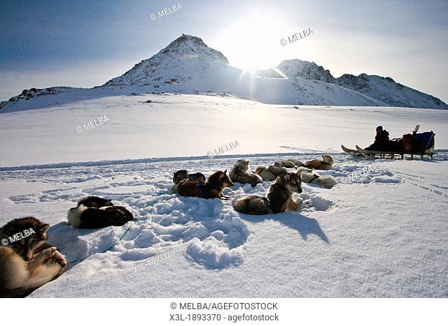 Sled dogs  Greenland