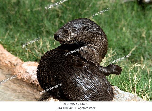 Spotted necked otter, Lutra maculicollis, 2009, animal