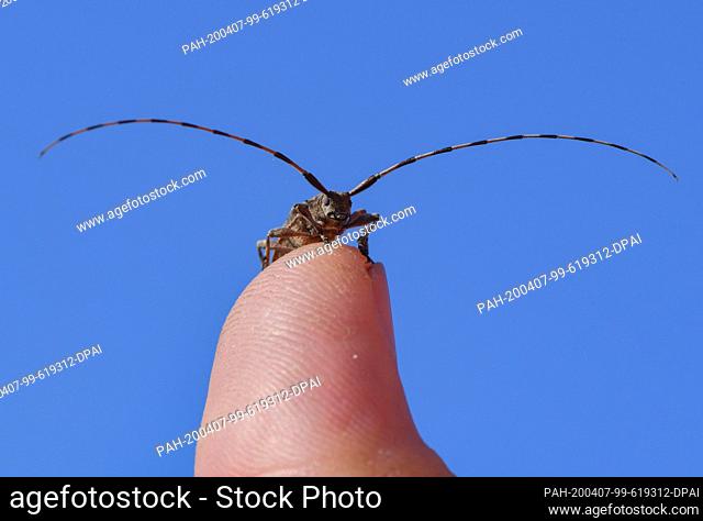 07 April 2020, Brandenburg, Grünheide: A longhorn beetle sits on the thumb of an employee of Natur und Text GmbH on the site of the future Tesla Giga Factory