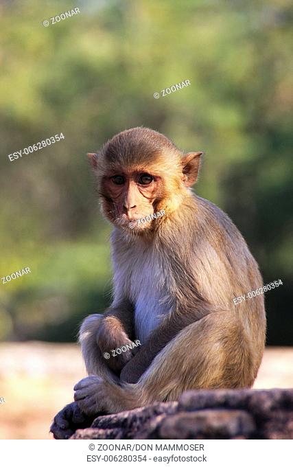 Rhesus macaque (Macaca mulatta) sitting at Taragar
