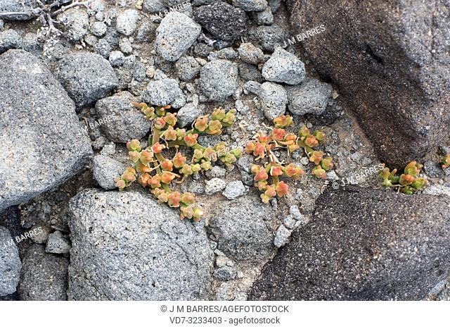 Slenderleaf iceplant (Mesembryanthemum nodiflorum) is a suculent plant native to eastern Mediterranean Basin, southeastern Spain and South Africa but...