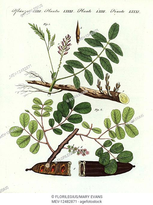 Liquorice or licorice, Glycyrrhiza glabra 1, and carob tree and St John's-bread, Ceratonia siliqua 2. Handcoloured copperplate engraving from Friedrich Johann...