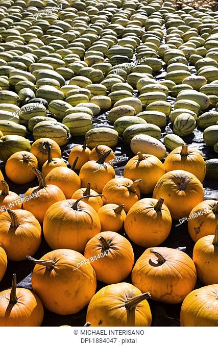 squash and pumpkins laying on the ground, innisfail, alberta, canada
