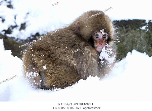 Japanese Macaque (Macaca fuscata) juvenile, in snow, Jigokudani Monkey Park, Joshinetsu Kogen N.P., Yamanouchi, Nagano Prefecture, Honshu, Japan, December
