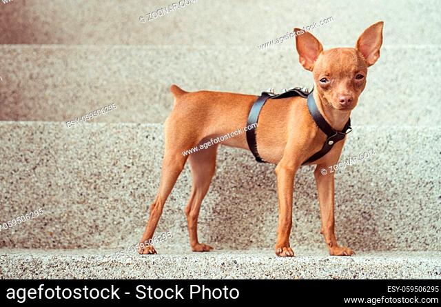 Closeup of cute miniature ginger pinscher puppy in leather fashion straps standing on the stone stairs