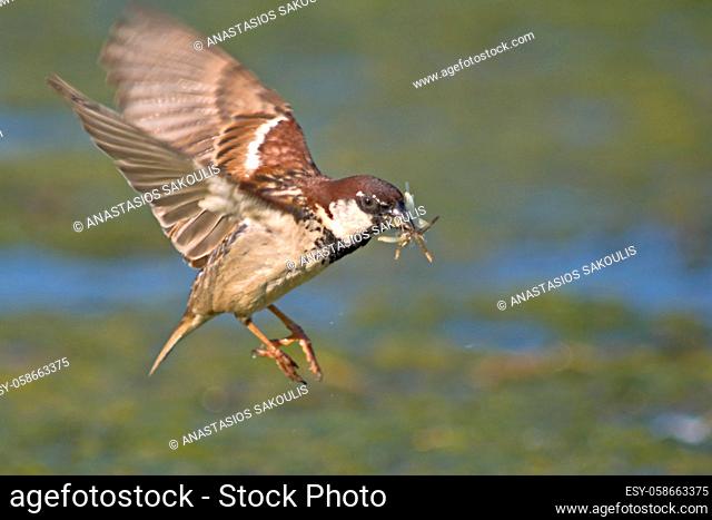 Italian Sparrow - Passer italiae, Crete
