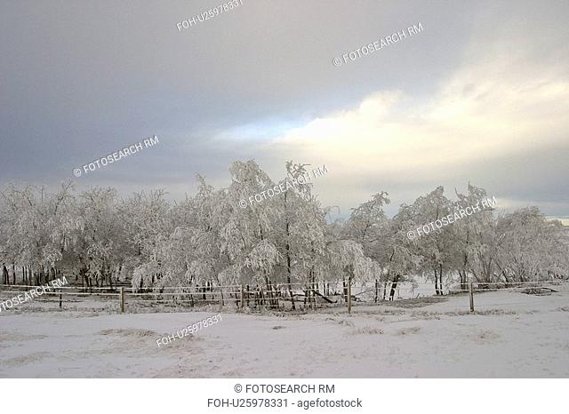 scenic, frostcovered, fence, barbedwire, trees, hoar