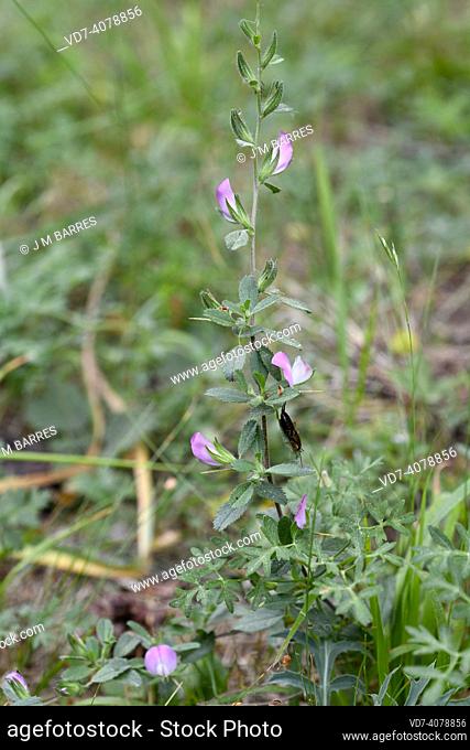 Spiny restharrow (Ononis spinosa) is a spiny perennial herb native to Europe, north Africa and west Asia. This photo was taken in Ports de Beseit, Tarragona